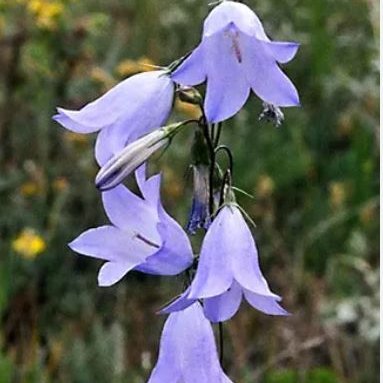 juliabellflower's profile picture. Web3 Risk Manager