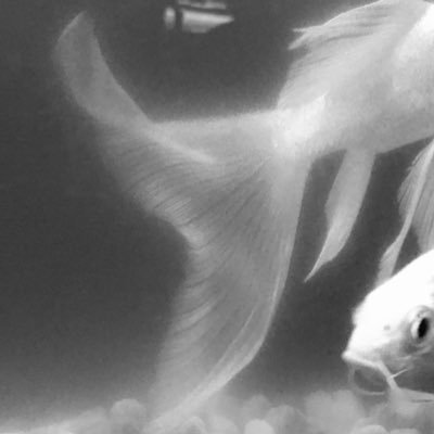 uminoeunhae's profile picture. ˚₊‧꒰ა oceannight09@gmail.com ໒꒱ ‧₊˚