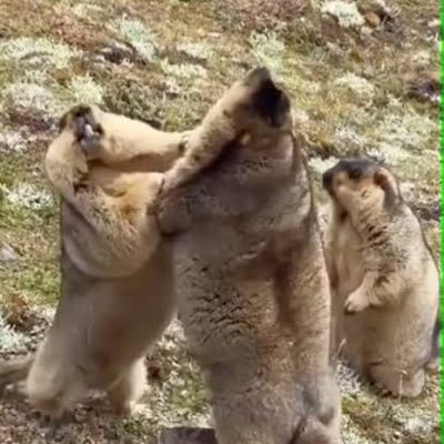 marmotto_g's profile picture. 製薬研究