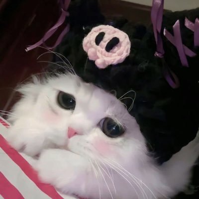 melissybat's profile picture. 22 | she/her | mdni | gamer & yapper | priv: @kissylissyxo