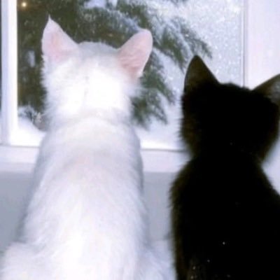 bokuthick's profile picture. 