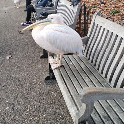 RebelCogni16394's profile picture. 