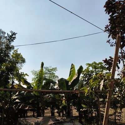 Sojib447789's profile picture. 