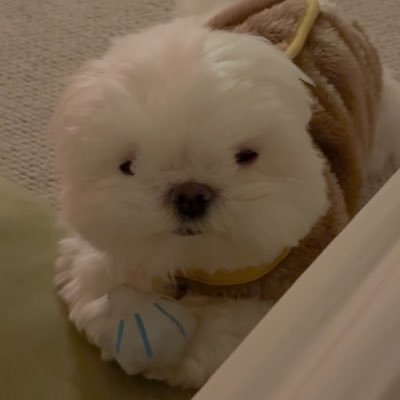 je6boggum's profile picture. 