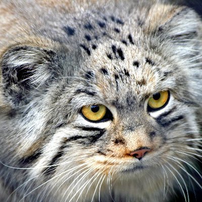 DrPboss1337's profile picture. 14 y/o who like's pentesting https://t.co/d6Prsfbenc https://t.co/RWzr0T5Ywf