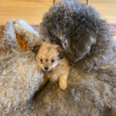 kavaslug's profile picture. Help to support Ahmed + his daughter!

https://t.co/DNKEeNzjux

dónde
manda
capitán?