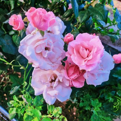 malik366rs's profile picture. Connect with me