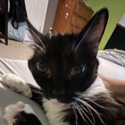 Gatitosunivers's profile picture. El mejor Twitter gatitos