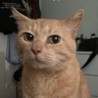 yellowdoodle1x's profile picture. Grumpy tomcat on the loose. Digital collage artist | NFT collector | Discovered bitcoin at $450 | Everything I tweet is NFA