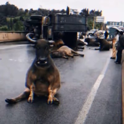 logosvvvvv's profile picture. 