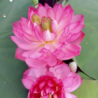 defnoizx's profile picture. 