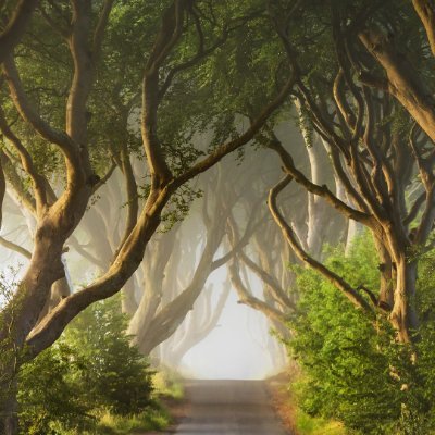 naracoh3's profile picture. 