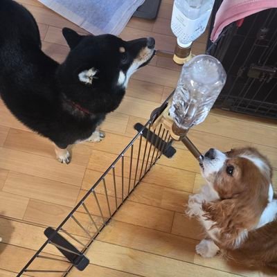 dangomama_jin's profile picture. 三男の三回忌も終え、一区切りつきました
ショック療法的に、うつ病からもなんとか立ち直り、本業と副業（ナリス化粧品～プチエステティシャン）を再開しました
日々、笑顔で過ごそう😃
今日も、当たり前に感謝します💕
施設の機能訓練担当(PT) /
犬好き/音楽好き/映画好き/占い好き/ガーデニング少々