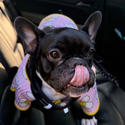 sribowmo's profile picture. 