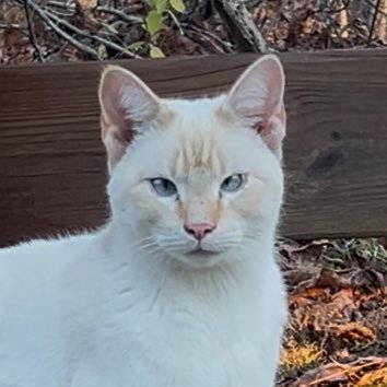 naught4not's profile picture. Child of God, team #controlgroup, honey badger, cat herder, truth seeker, innate skeptic