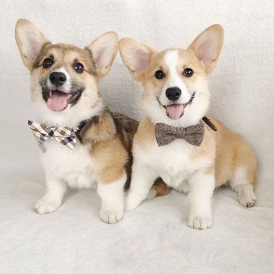 Butterfly12T's profile picture. ♡ Dogs are the best ♡ Be kind to animals ♡ I love corgis ♡
♡ Corgi is love ♡ Corgi is good ♡ Corgi is everything ♡
