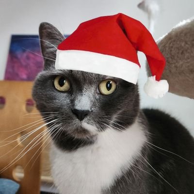 Mimi_pims's profile picture. Compte du Pims (mimi) 
C'est une fille!!!
Ne souris jamais et miaule comme une chèvre 😾