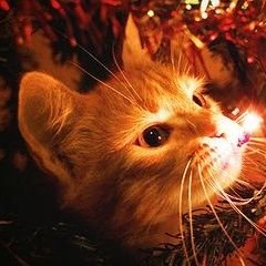 raenkoroi's profile picture. he/him/idgaf genderfluid, uhhh gay
i sometimes draw too
sfw/suggestive