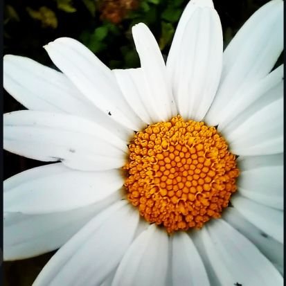 PippaM289760's profile picture. Love is the only language understood by all.