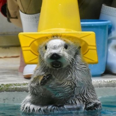 omroytwt's profile picture. 21 | AIML