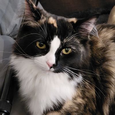 joebrow73's profile picture. Here's to swimin with bowlegged women