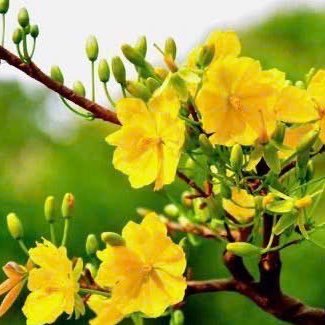 phongvientudo's profile picture. Tạ ơn chúa mỗi ngày 🙏