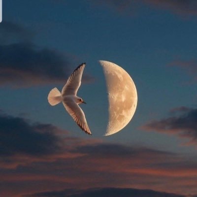 lvQlQvl's profile picture. ︎ ︎ ︎ ︎ أحسنوا نياتكم فعلى نياتكم ترزقون ︎