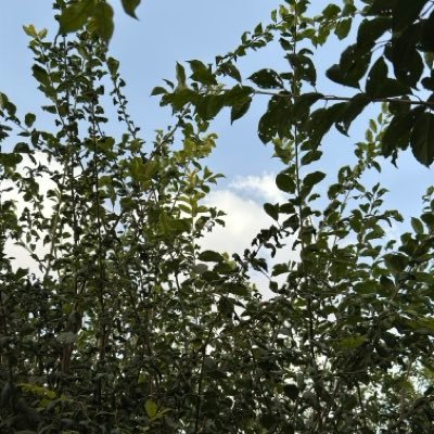 adel_kadi13188's profile picture. 