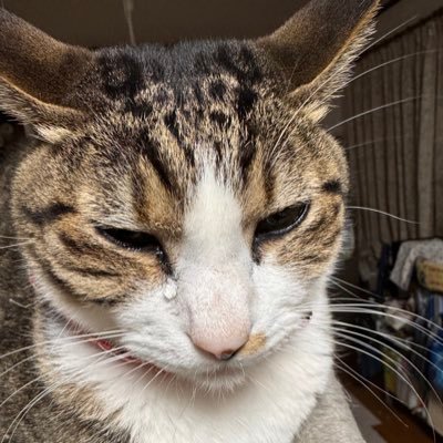 shiiiiigenon's profile picture. 成人済/鯖ぐだ♀を好む