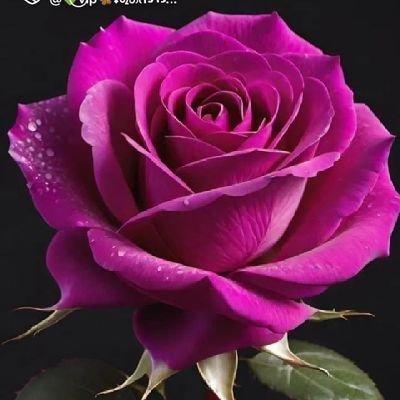 Ss29240Ss's profile picture. 