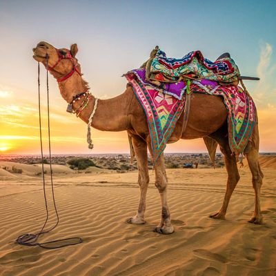 denverbidu's profile picture. 📚🖊️