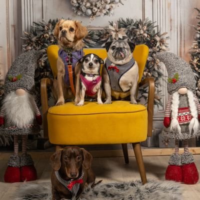 princessjack's profile picture. | Senior Lecturer @LivUniSLSJ | Student Experience | Innovation | VAWG | Sex Industry | OCGs | Dyslexic |  Christian | Rescue Dogs 🙏🌈🌱☮✌🎀🐶🐎🦊🐤