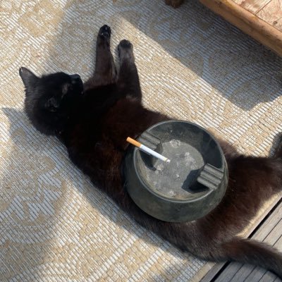 chewieyyy's profile picture. 