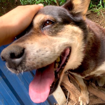 syamanobossn's profile picture. 居なくなってから3日目、近所の飲食店の駐車場にて無事保護出来ました！皆様本当にありがとうございました 感謝の気持ちでいっぱいです 同時に 多大なご心配をお掛けしました事を深く反省し 絶対に再発を起こさぬ様 対策と対応をする事を約束します この度は本当にありがとうございました!!