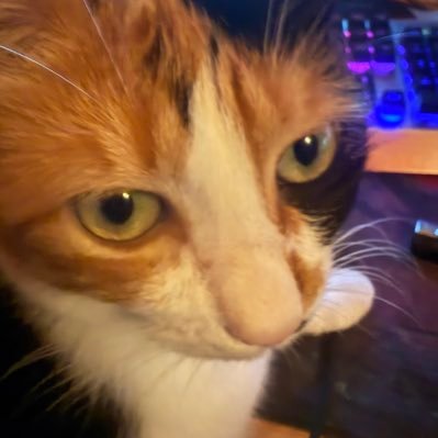 dyrrha44's profile picture. 