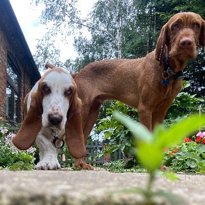 mumof2dogs's profile picture. 