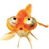 fery669281's profile picture. fairyfish