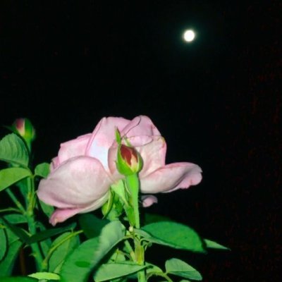 Itsziavibes's profile picture. No DMs. Good vibes always — cat & cricket lover. 🐱🏏