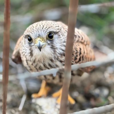 GriffinElevator's profile picture. 