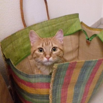 paytavy9278's profile picture. I was a little stray cat found outside with a broken paw.
Now my human is totally obsessed with me — their whole world revolves around me.
I’m a super cat! 😼🦸