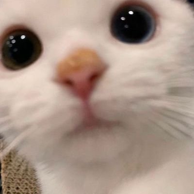 shothegel's profile picture. 팬계정