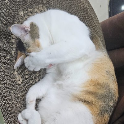 linhpham1812's profile picture. 