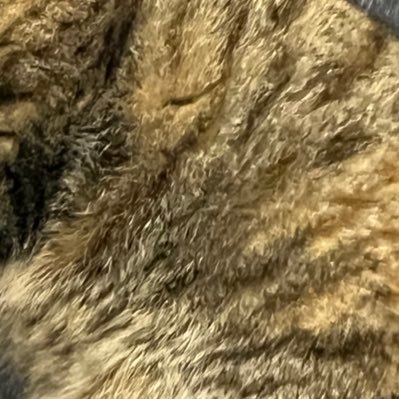 ゆずれもんさわー Profile