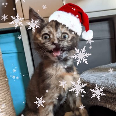 soupandsmudge's profile picture. account for my cats! 🤍 soup (tortie, 4) & smudge (calico, 14) ฅ^._.^ฅ