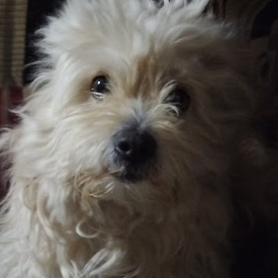 OMID7kl's profile picture. 