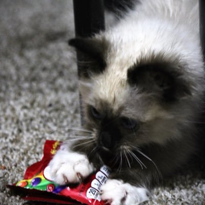 LeBishie's profile picture. jan