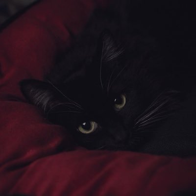 _no_face___'s profile picture. no bio 🥀