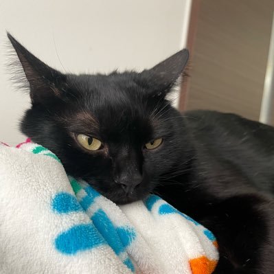 uchinekokuro's profile picture. 🌈🕒垢/🐟🍴