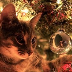 ClaudeDancourt's profile picture. CANADIAN.
Dreamer. Writer. Reader. Hockey fan. Human. Cat Slave. Jedi. She/Her. 
No DM. 
"Our lives end the day we become silent about things that matter."