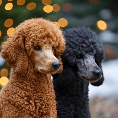 grfxdznr's profile picture. 